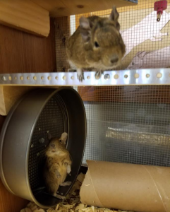 degus2