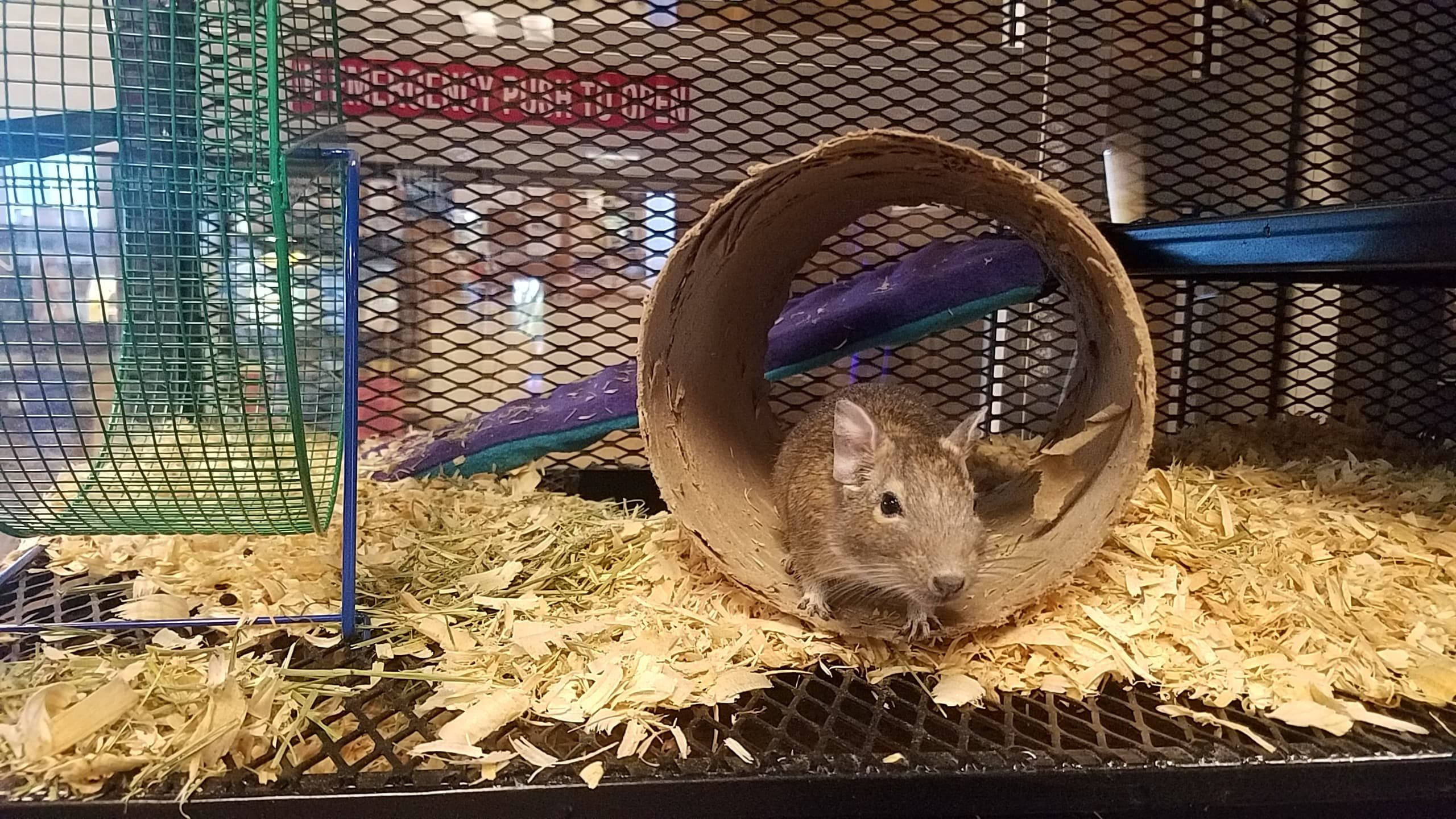 degu home