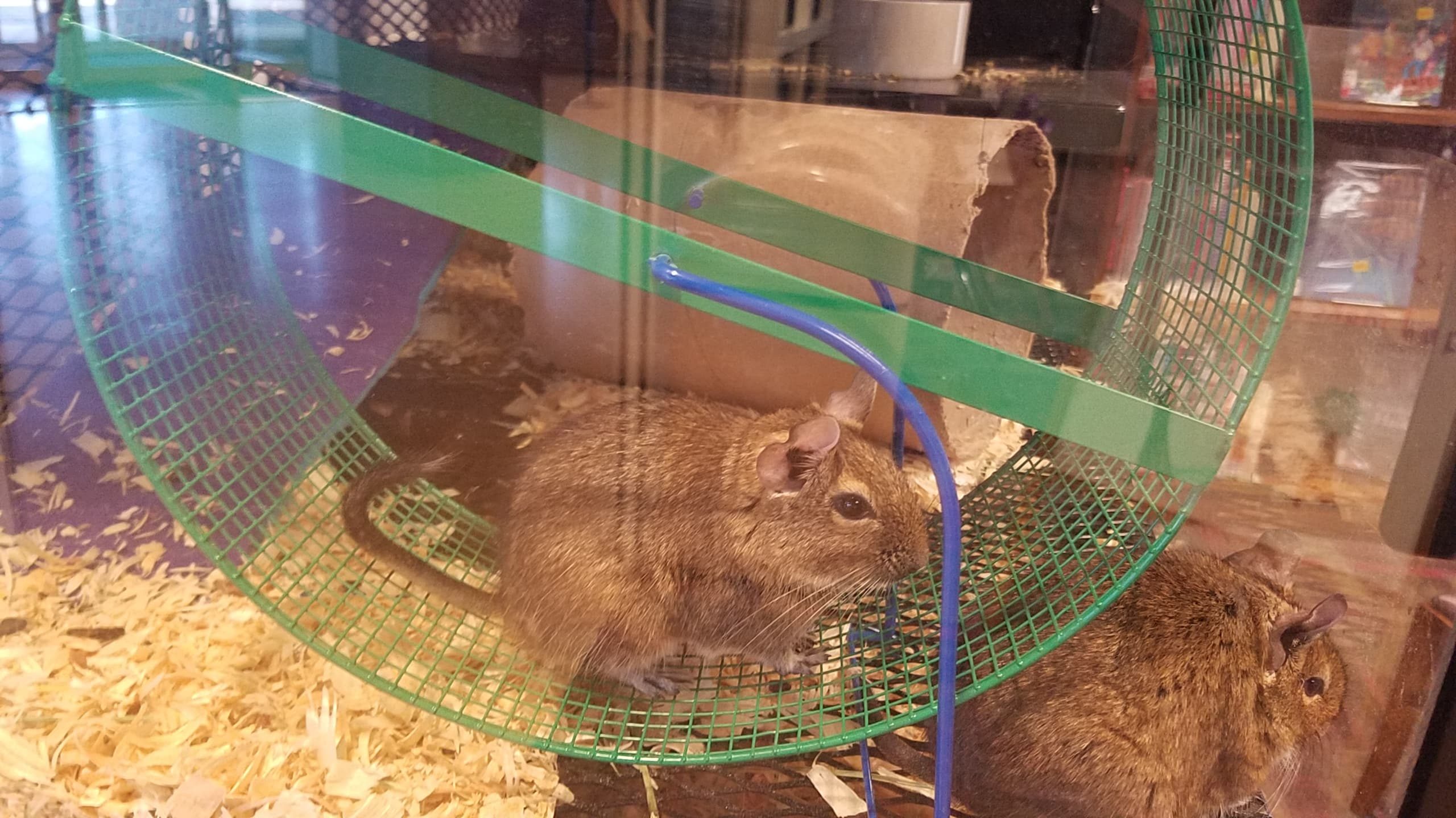degu home